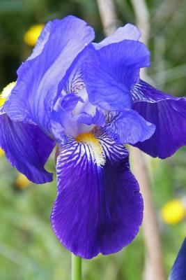 Read online Blue Iris Flower Journal: 150 Page Lined Notebook/Diary - NOT A BOOK file in PDF