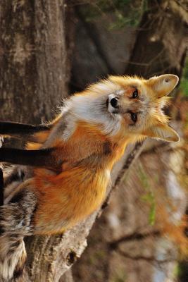 Read online Red Fox Staring Back: Blank 150 Page Lined Journal for Your Thoughts, Ideas, and Inspiration - NOT A BOOK | ePub