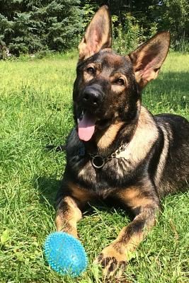 Read online Beautiful German Shepherd Dog Journal: 150 Page Lined Notebook/Diary - NOT A BOOK | ePub