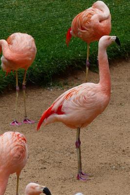 Read online Pink Flamingos Bird Journal: 150 Page Lined Notebook/Diary - NOT A BOOK | PDF