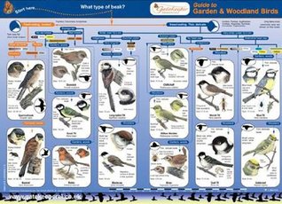 Read Guide to Common Birds (Guides for Identifying British Wildlife) - Lynette Merrick file in ePub