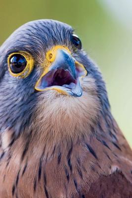 Read online Rock Kestrel Bird Journal: 150 Page Lined Notebook/Diary - NOT A BOOK | ePub