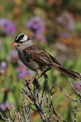 Read White-Crowned Sparrow (Zonotrichia Leucophrys) Bird Journal: 150 Page Lined Notebook/Diary -  | ePub
