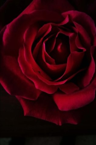 Read online Red, Red Rose Journal: (Red Rose Journal, Red Rose Notebook, Composition Book, Diary, Log Book, Creative Writing, Flowers, Poetry, 6 x 9, Medium, Ruled) (Roses) (Volume 2) - Creative Writing Cottage | PDF